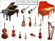 Famille des cordes